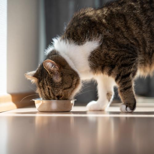A cat eating out of a food bowl.