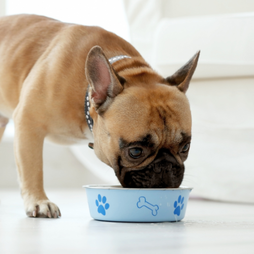 A small dog eating out of a food bowl.