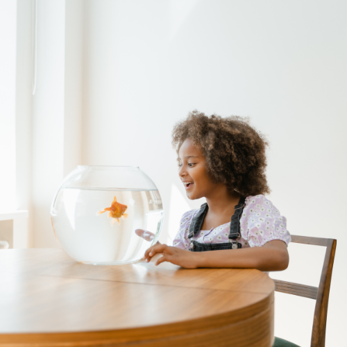 A small girl watching her pet gold fish swim around in a bowl.