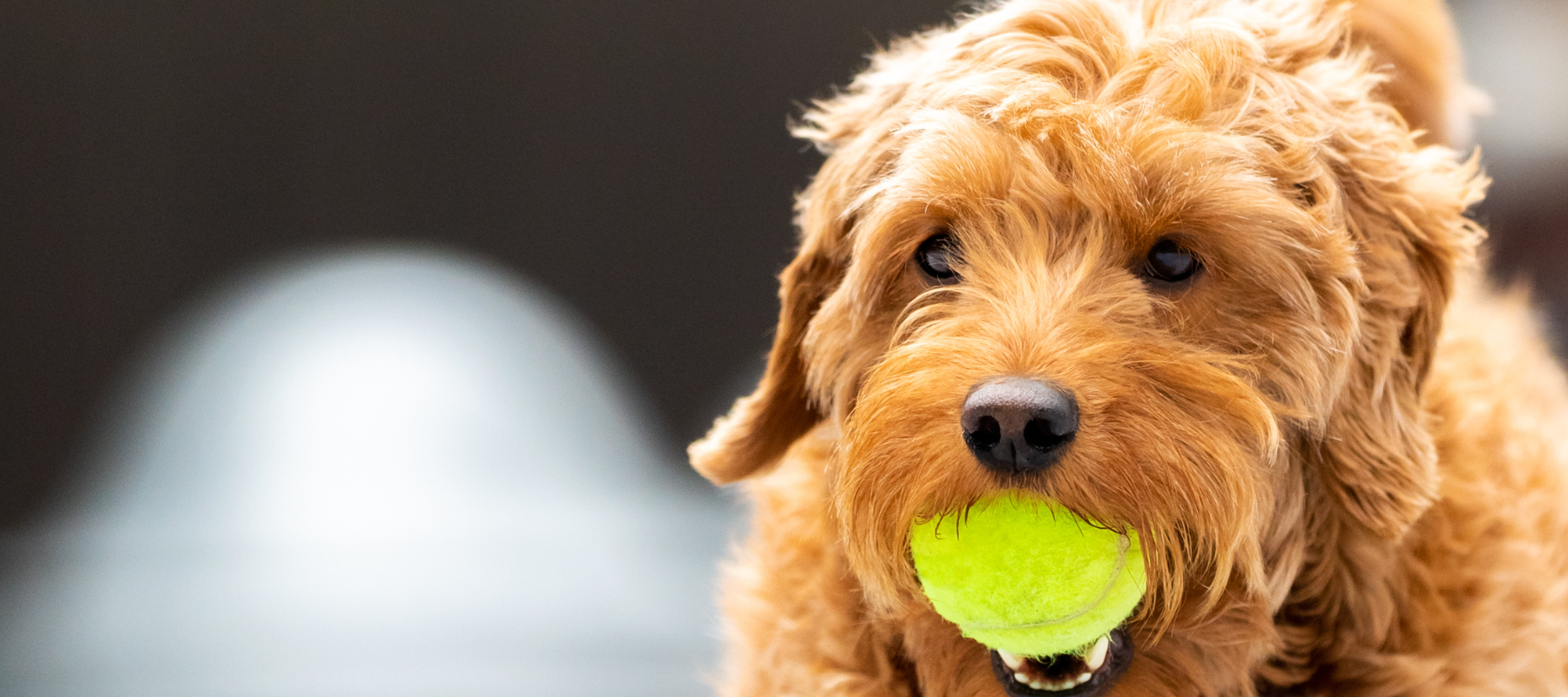 A dog holding a tennis ball in it's mouth.